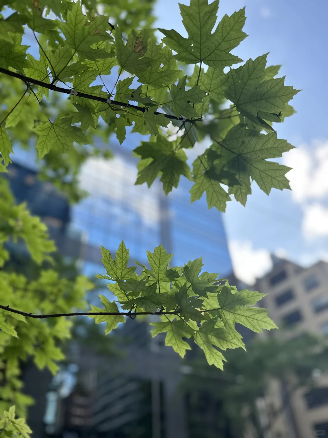 记录夏天的加拿大🇨🇦多伦多➡️蒙特利尔