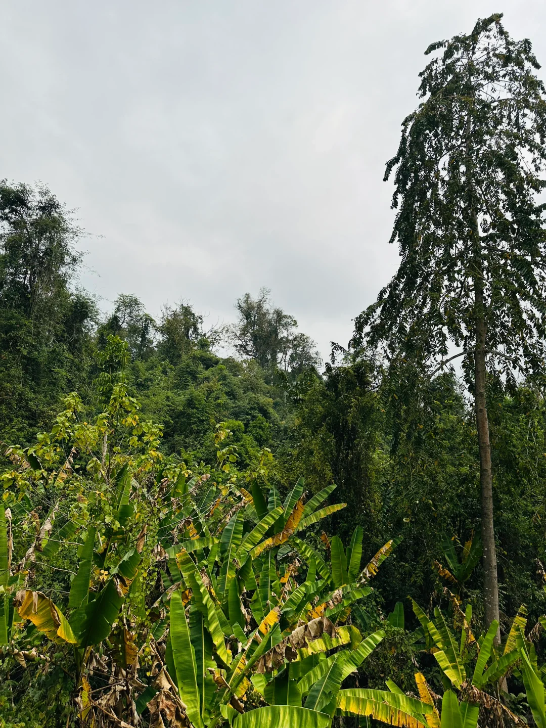 版纳哪里值得去?必推望天树景区!有优惠谨记