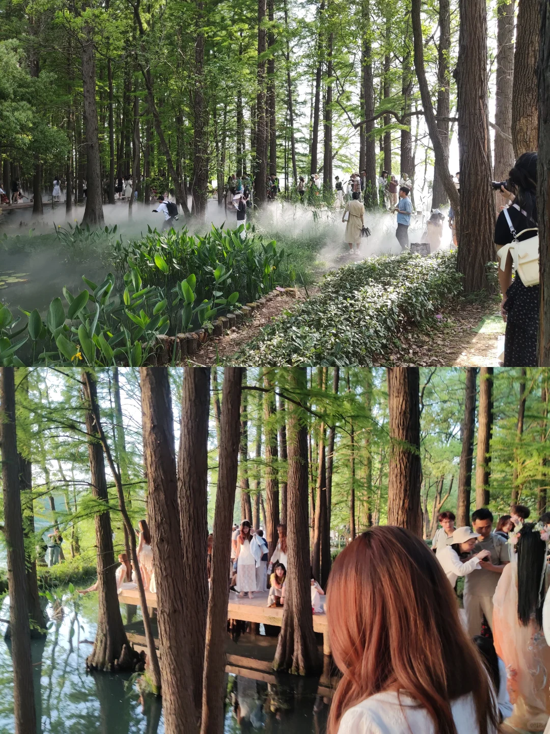 东湖落雁景区 密林仙境 天然氧吧