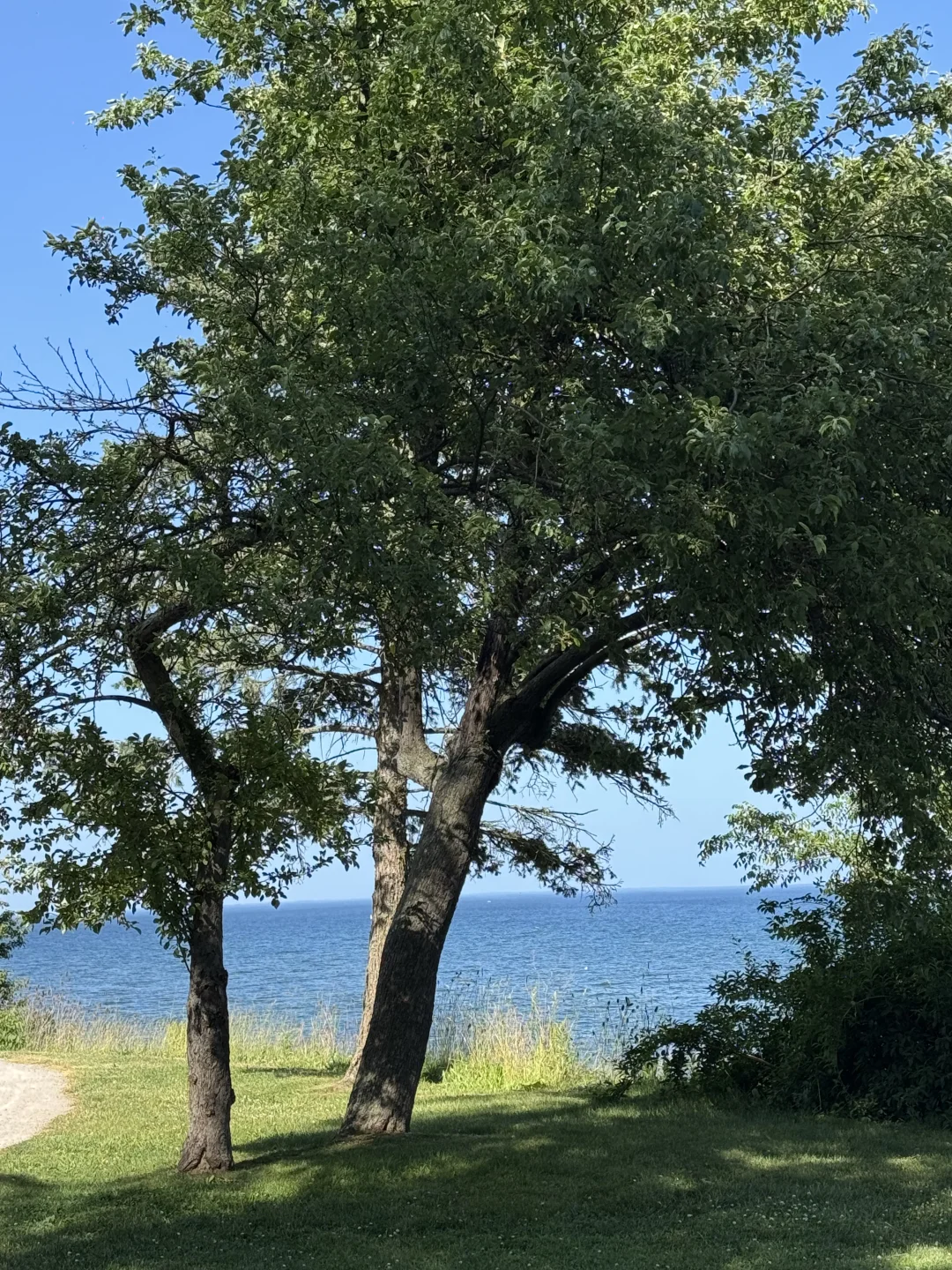 记录夏天的加拿大🇨🇦多伦多➡️蒙特利尔