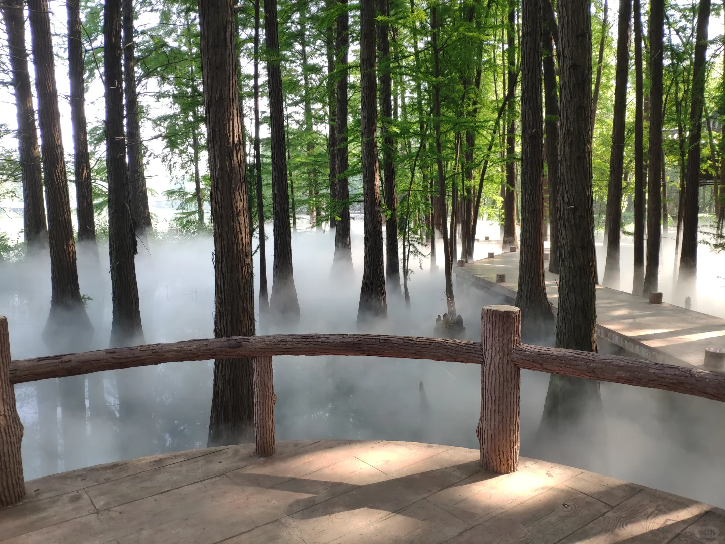 东湖落雁景区 密林仙境 天然氧吧