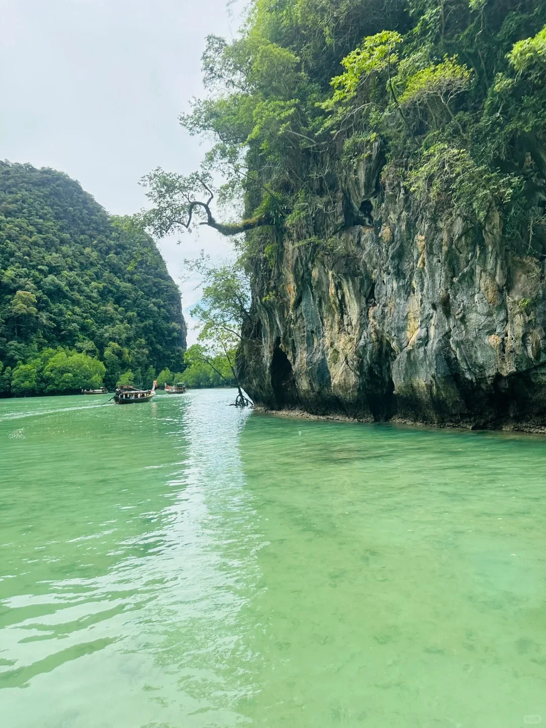 西双版纳望天树自由行｜纯玩一日游 低价速来