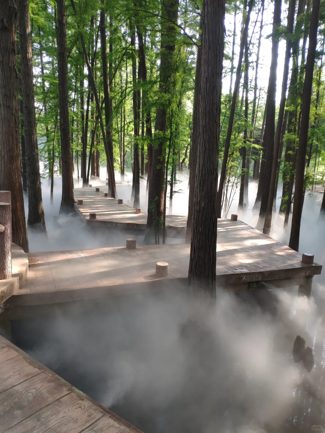 东湖落雁景区 密林仙境 天然氧吧