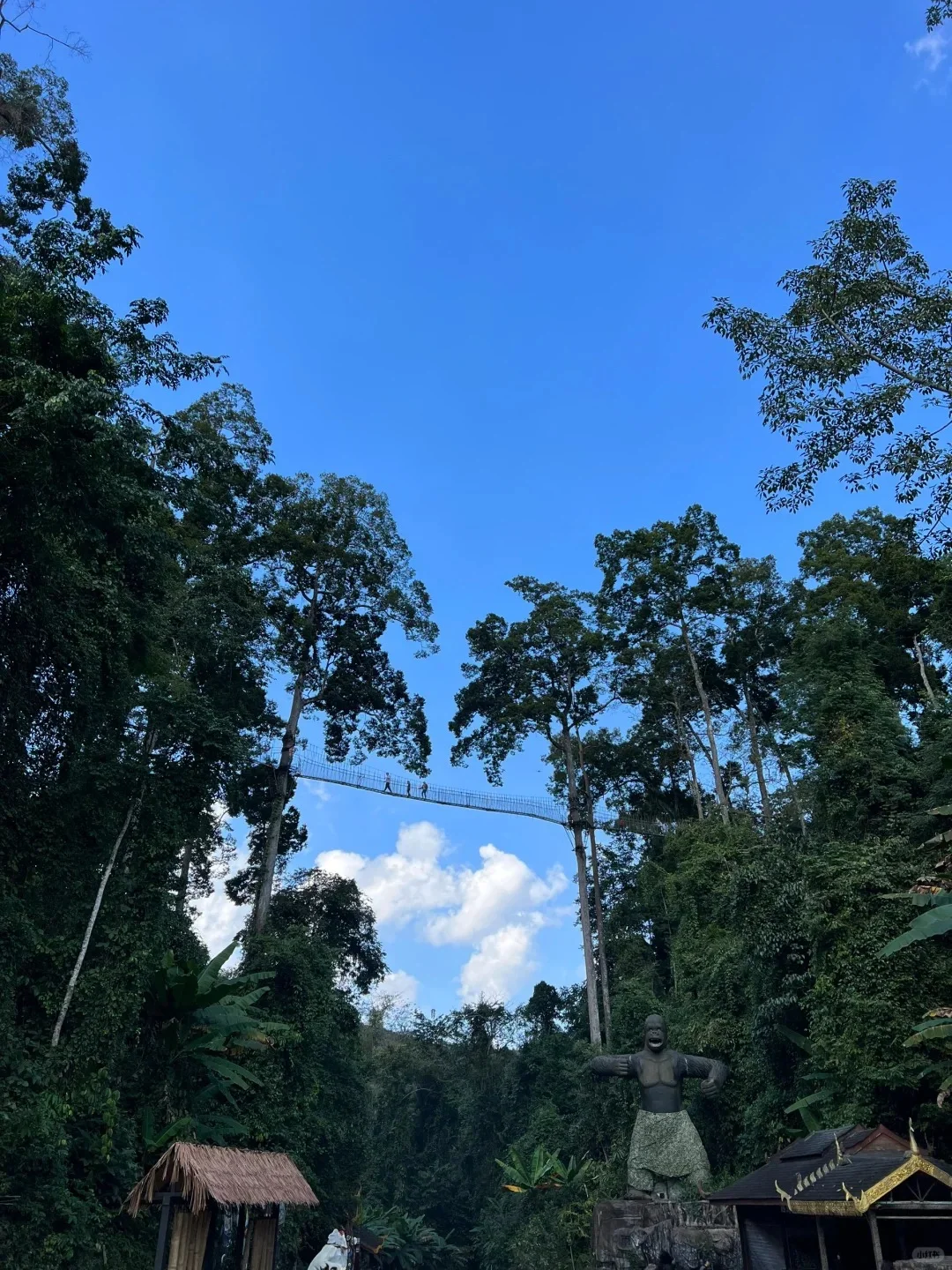 西双版纳望天树自由行｜纯玩一日游 低价速来
