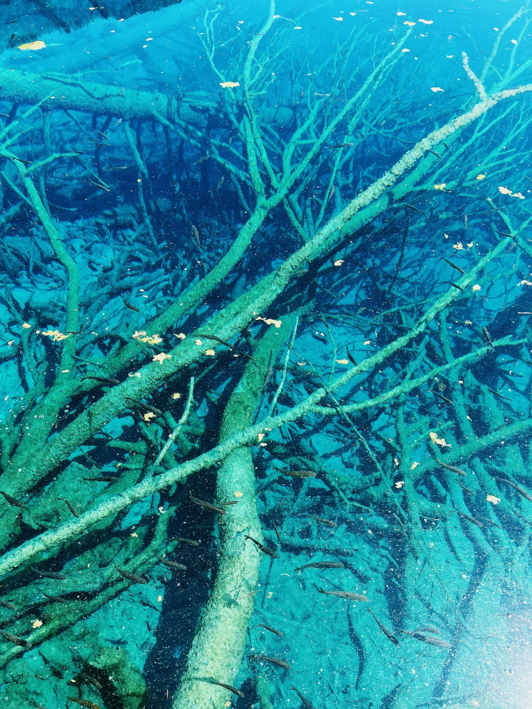 九寨沟一日游‼️精华景点亲测不走回头路
