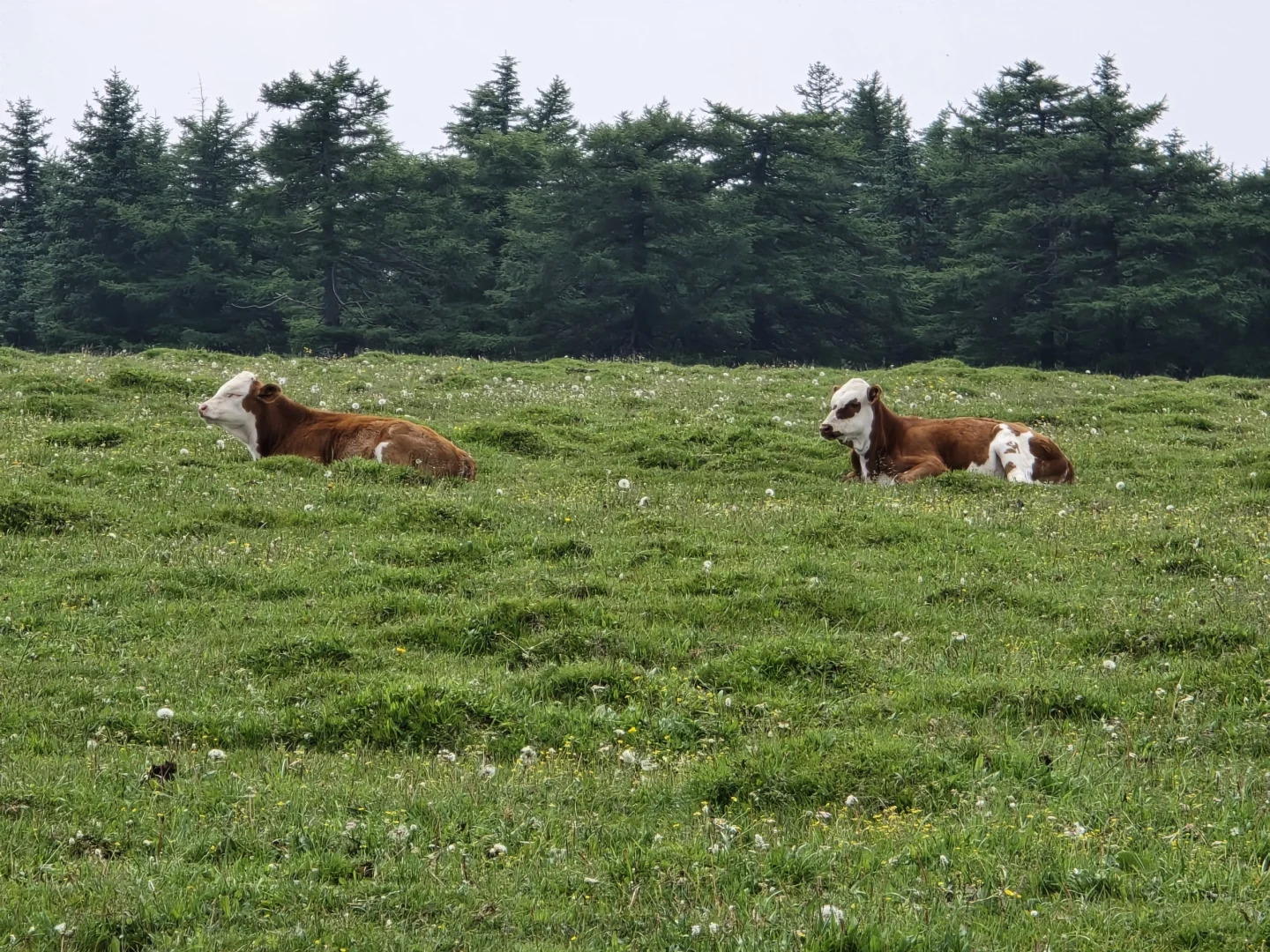 忍不住又来了一次！