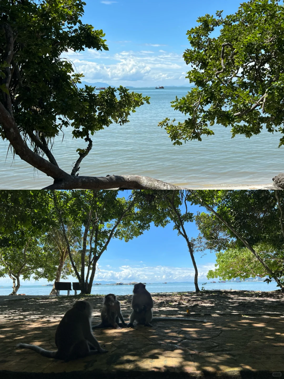 北纬5°徒步穿越热带雨林🐒槟城国家公园