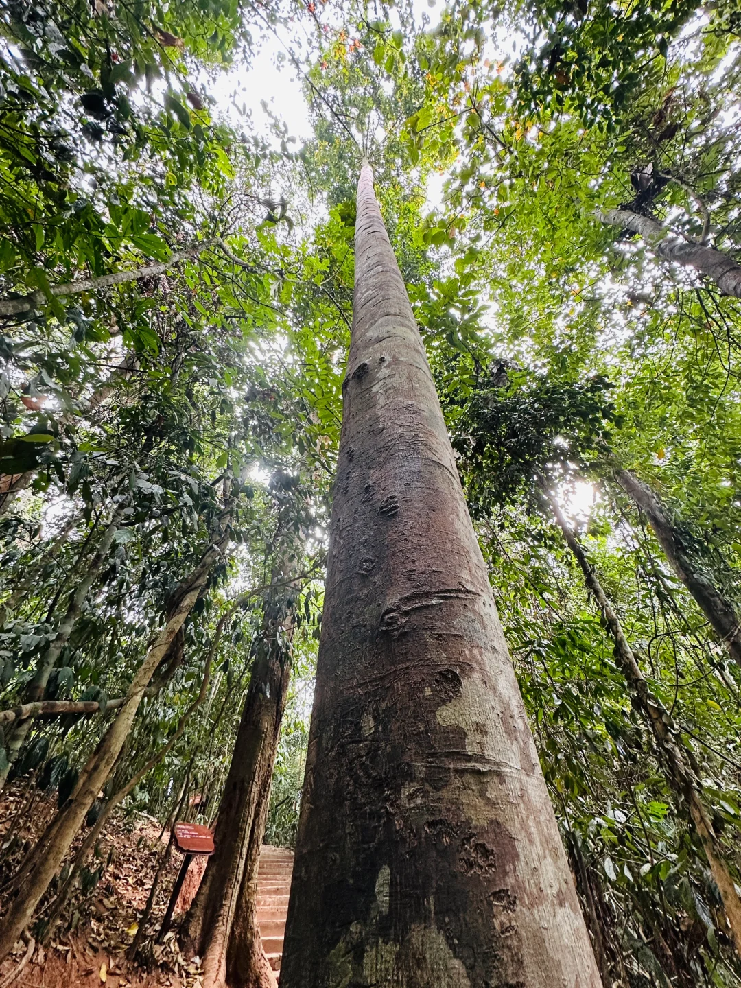 版纳哪里值得去?必推望天树景区!有优惠谨记