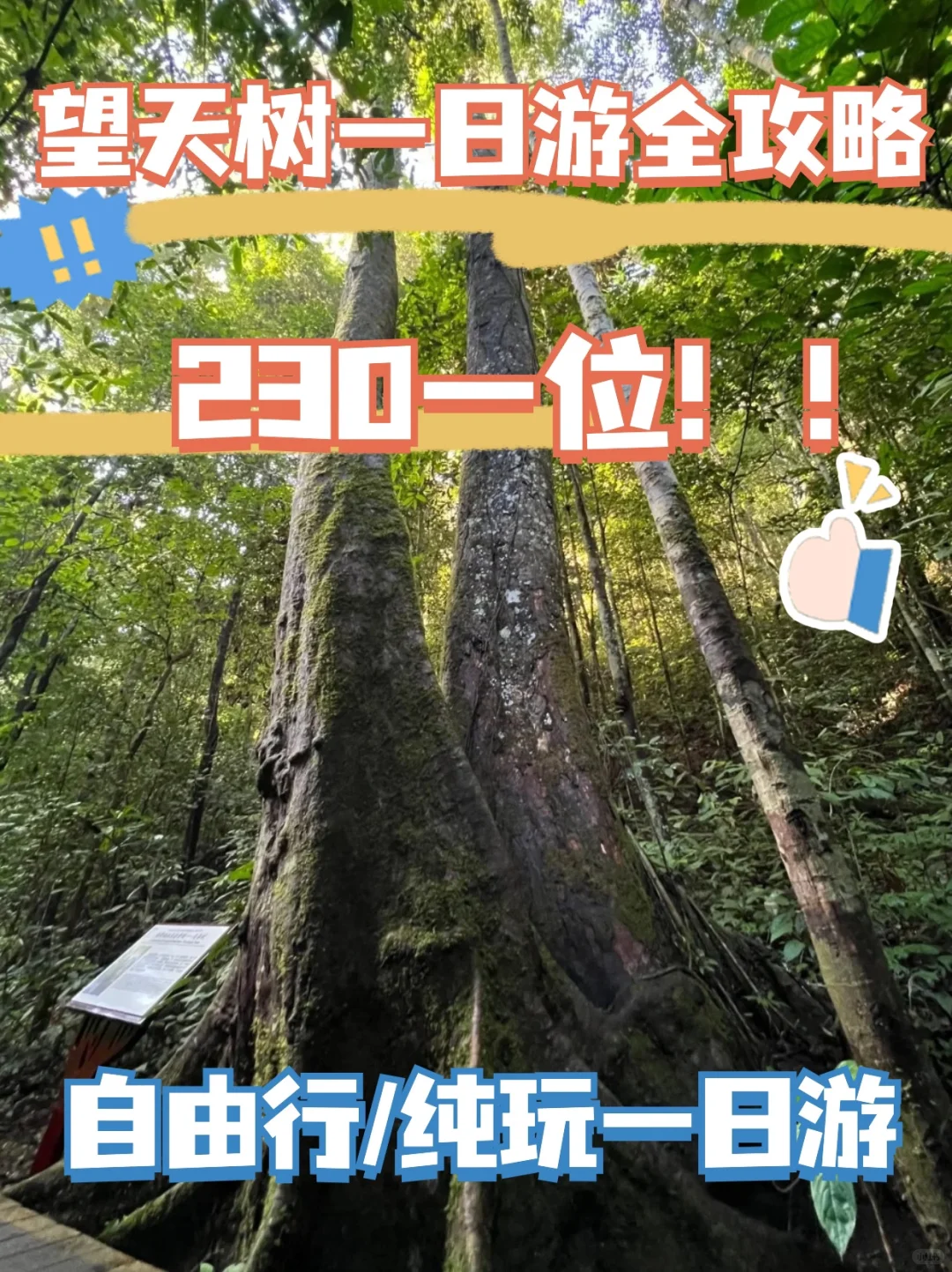 西双版纳望天树自由行｜纯玩一日游 低价速来