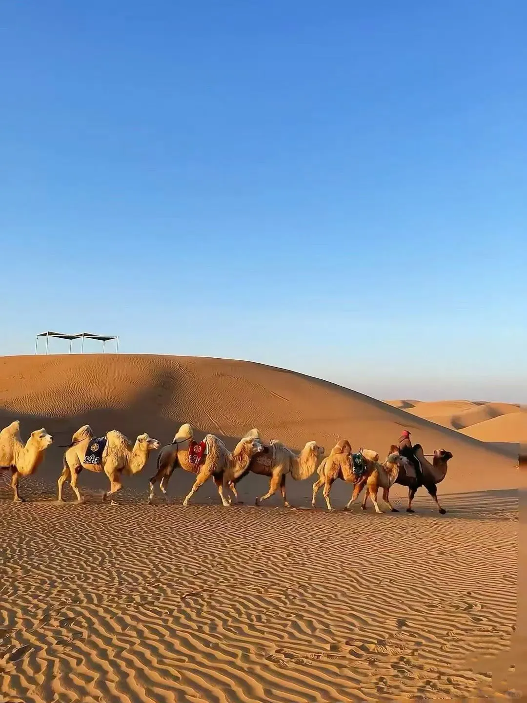 北戴河乌兰布统已回，😭能劝一个是一个…