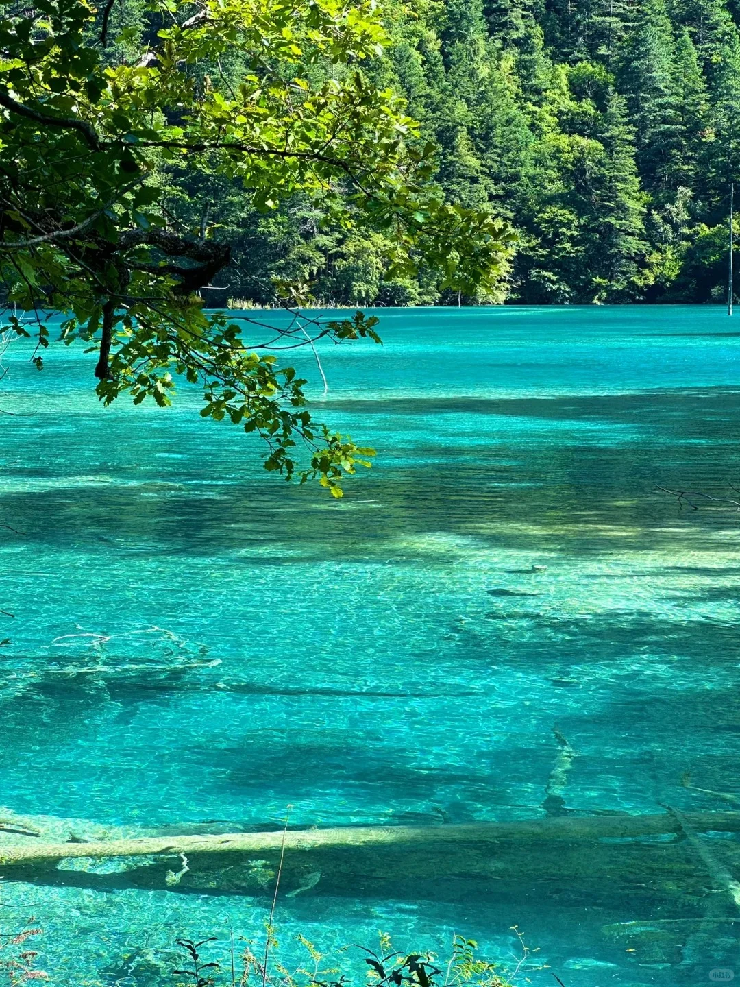 7.28📍九寨沟旅游现状。。踩雷踩到崩溃