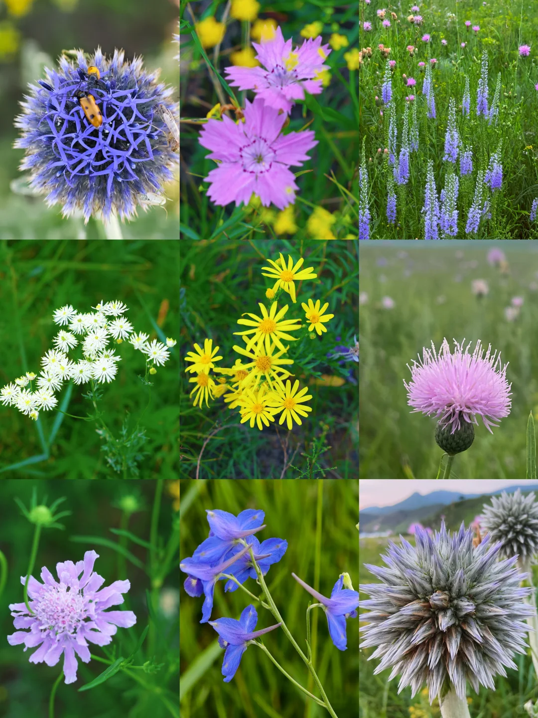 辽宁周边草原|扎鲁特旗山地草原+乌拉盖湖