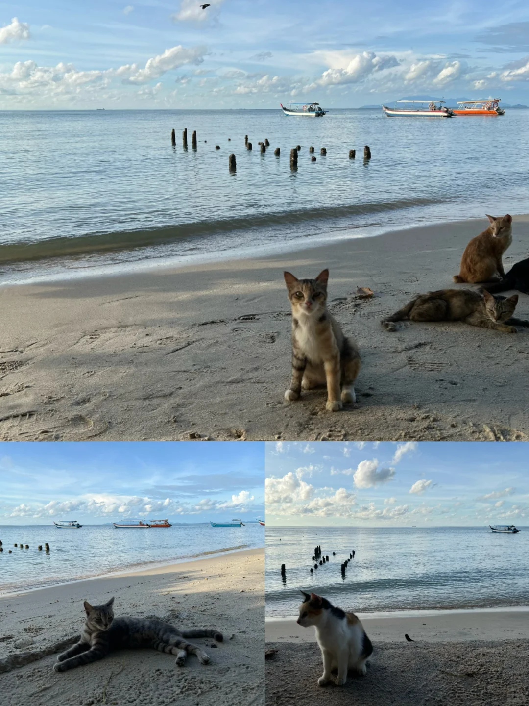 北纬5°徒步穿越热带雨林🐒槟城国家公园