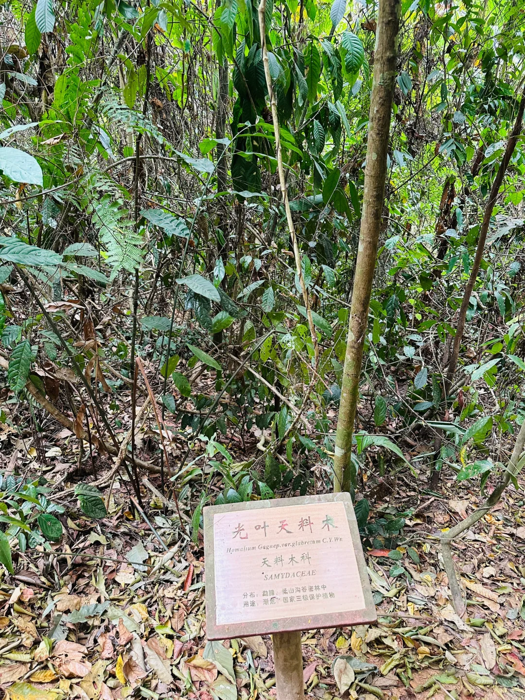 版纳哪里值得去?必推望天树景区!有优惠谨记