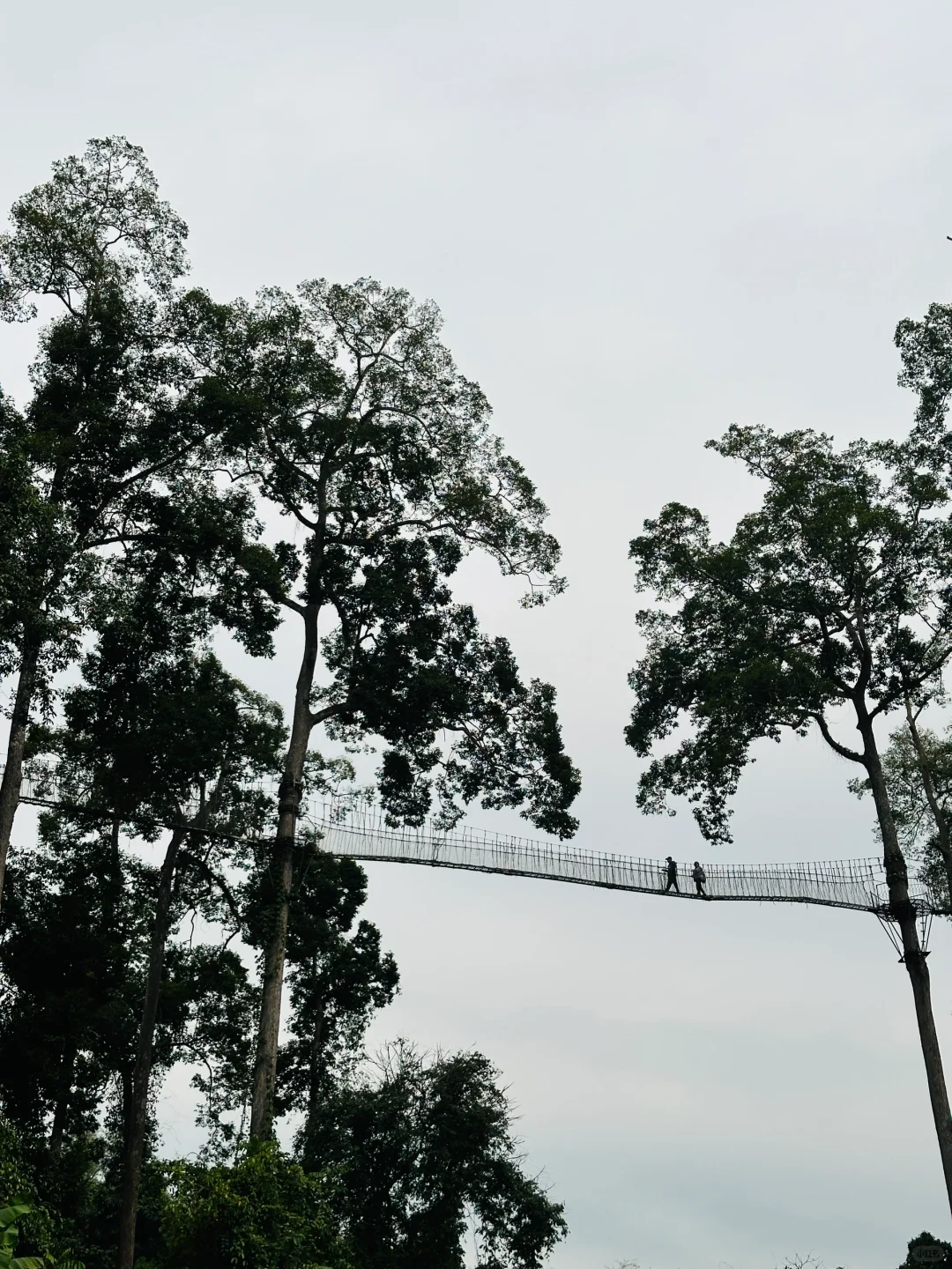 版纳哪里值得去?必推望天树景区!有优惠谨记