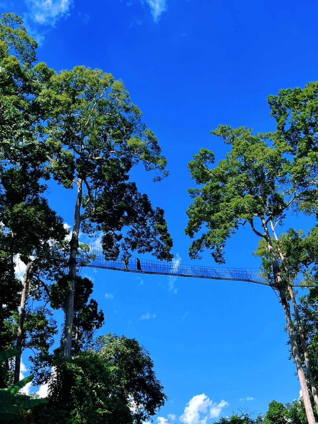 西双版纳望天树自由行｜纯玩一日游 低价速来