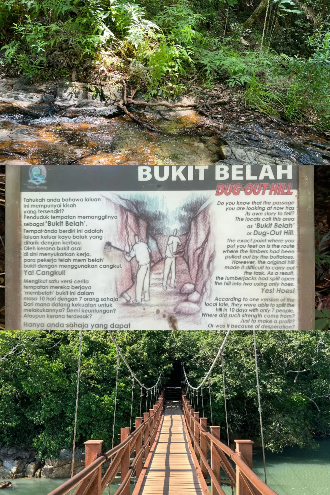 北纬5°徒步穿越热带雨林🐒槟城国家公园