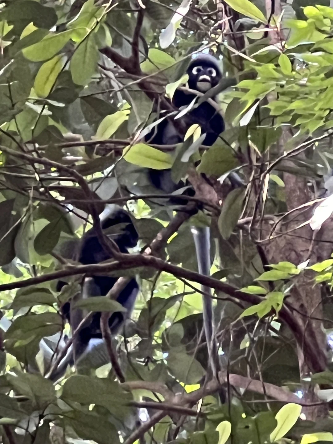 北纬5°徒步穿越热带雨林🐒槟城国家公园
