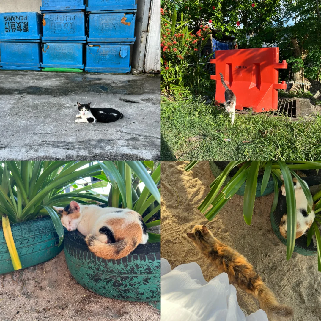 北纬5°徒步穿越热带雨林🐒槟城国家公园