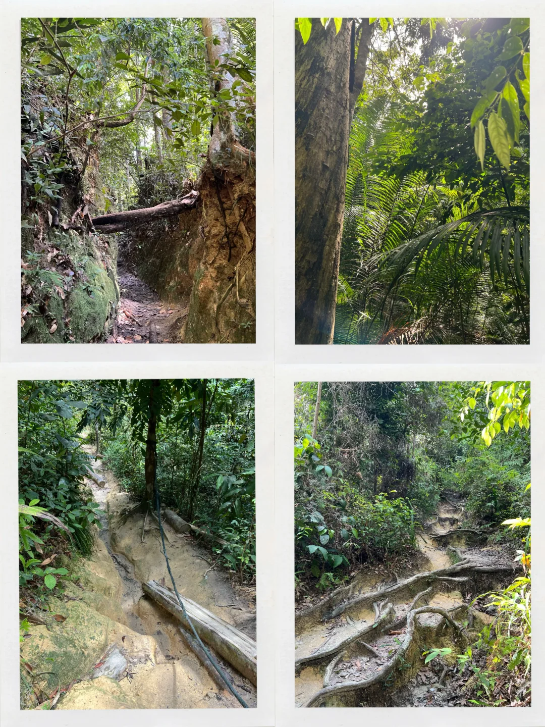 北纬5°徒步穿越热带雨林🐒槟城国家公园