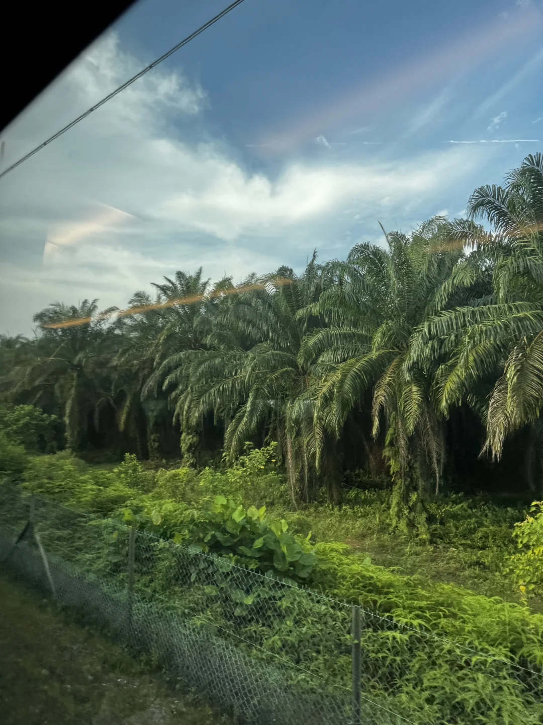 和男朋友国外旅游争吵这是不是香蕉树？
