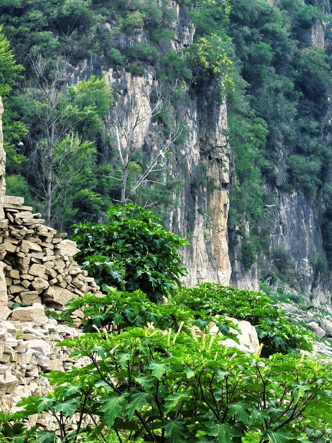 这个野生景点也太赞了吧！