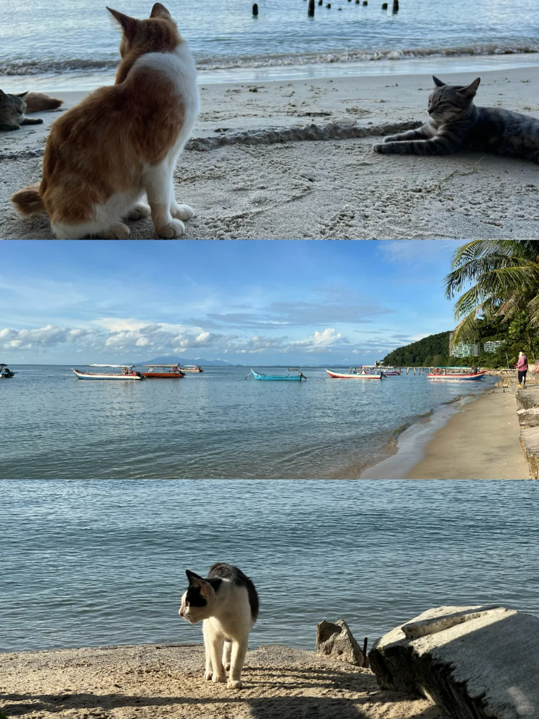 北纬5°徒步穿越热带雨林🐒槟城国家公园