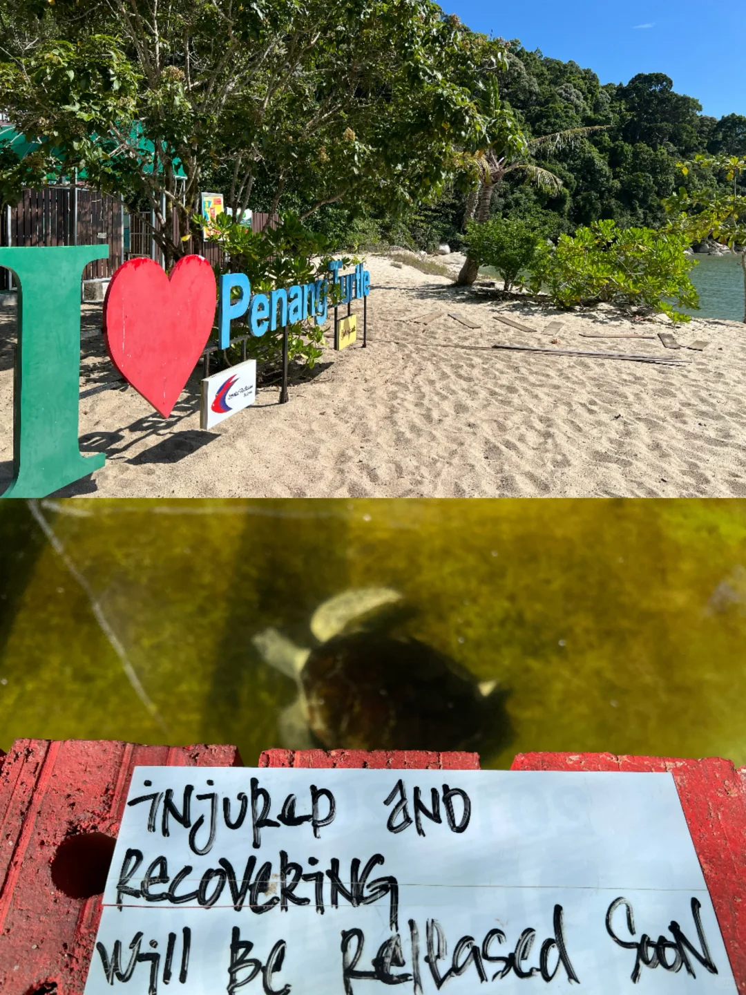 北纬5°徒步穿越热带雨林🐒槟城国家公园