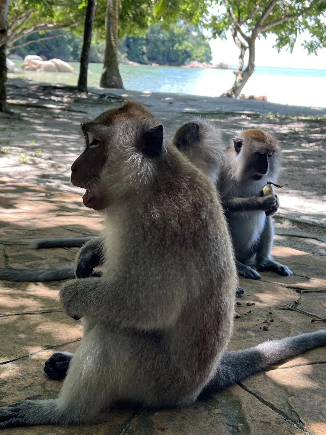 北纬5°徒步穿越热带雨林🐒槟城国家公园