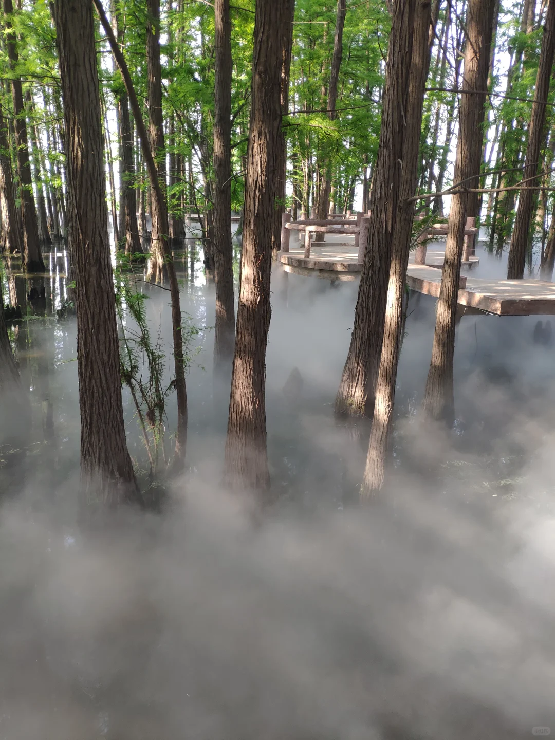 东湖落雁景区 密林仙境 天然氧吧