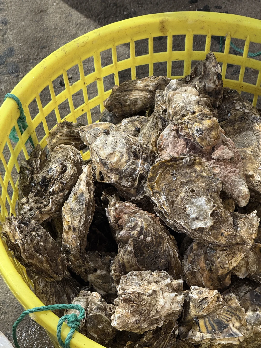 不是三亚是温州！浙江最蓝的海🌊