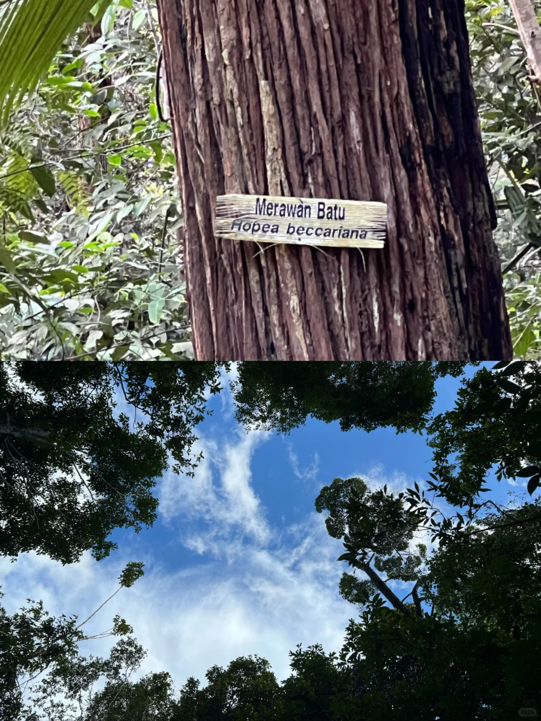 北纬5°徒步穿越热带雨林🐒槟城国家公园