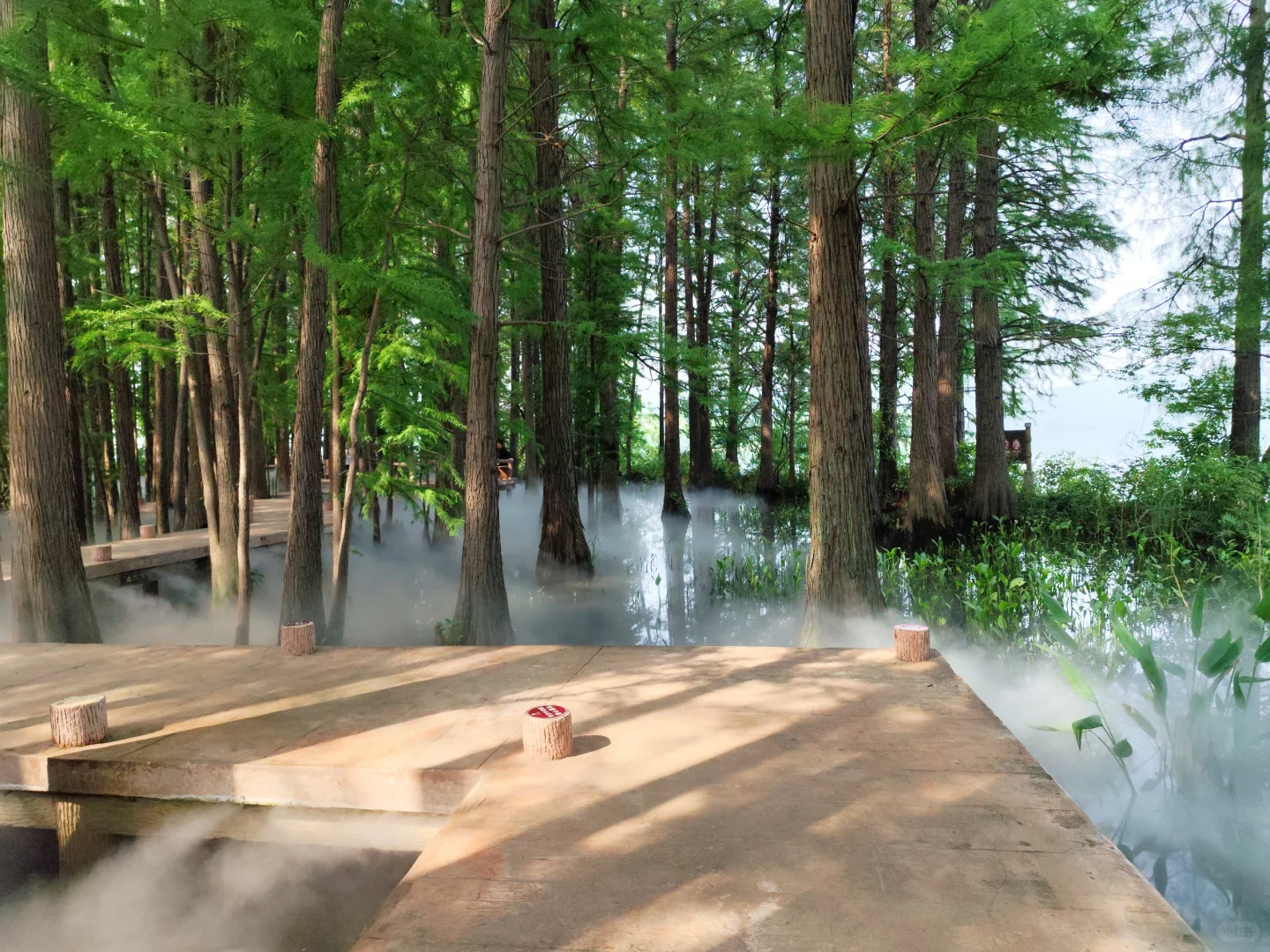 东湖落雁景区 密林仙境 天然氧吧