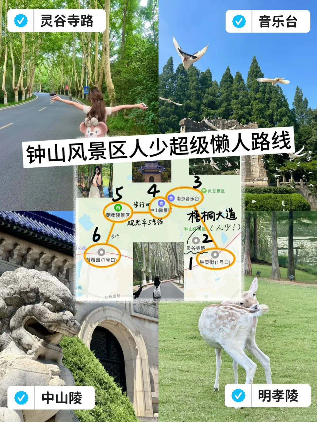 来钟山风景区+夫子庙💥不要再绕路、人挤人了