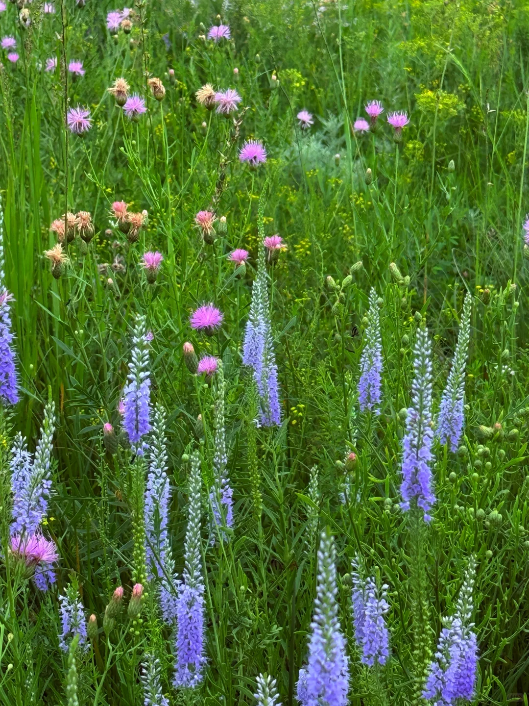 辽宁周边草原|扎鲁特旗山地草原+乌拉盖湖