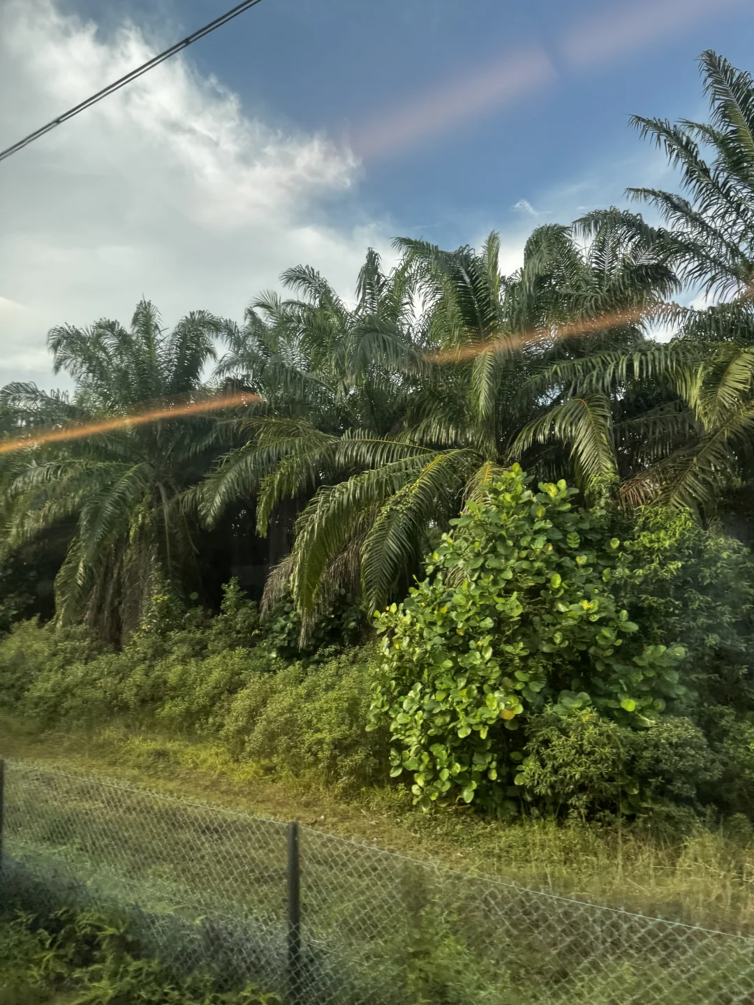 和男朋友国外旅游争吵这是不是香蕉树？