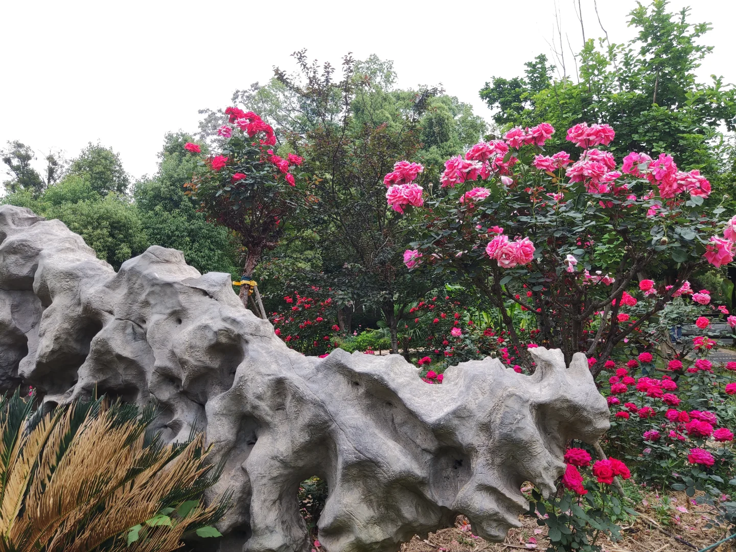 东湖落雁景区 密林仙境 天然氧吧