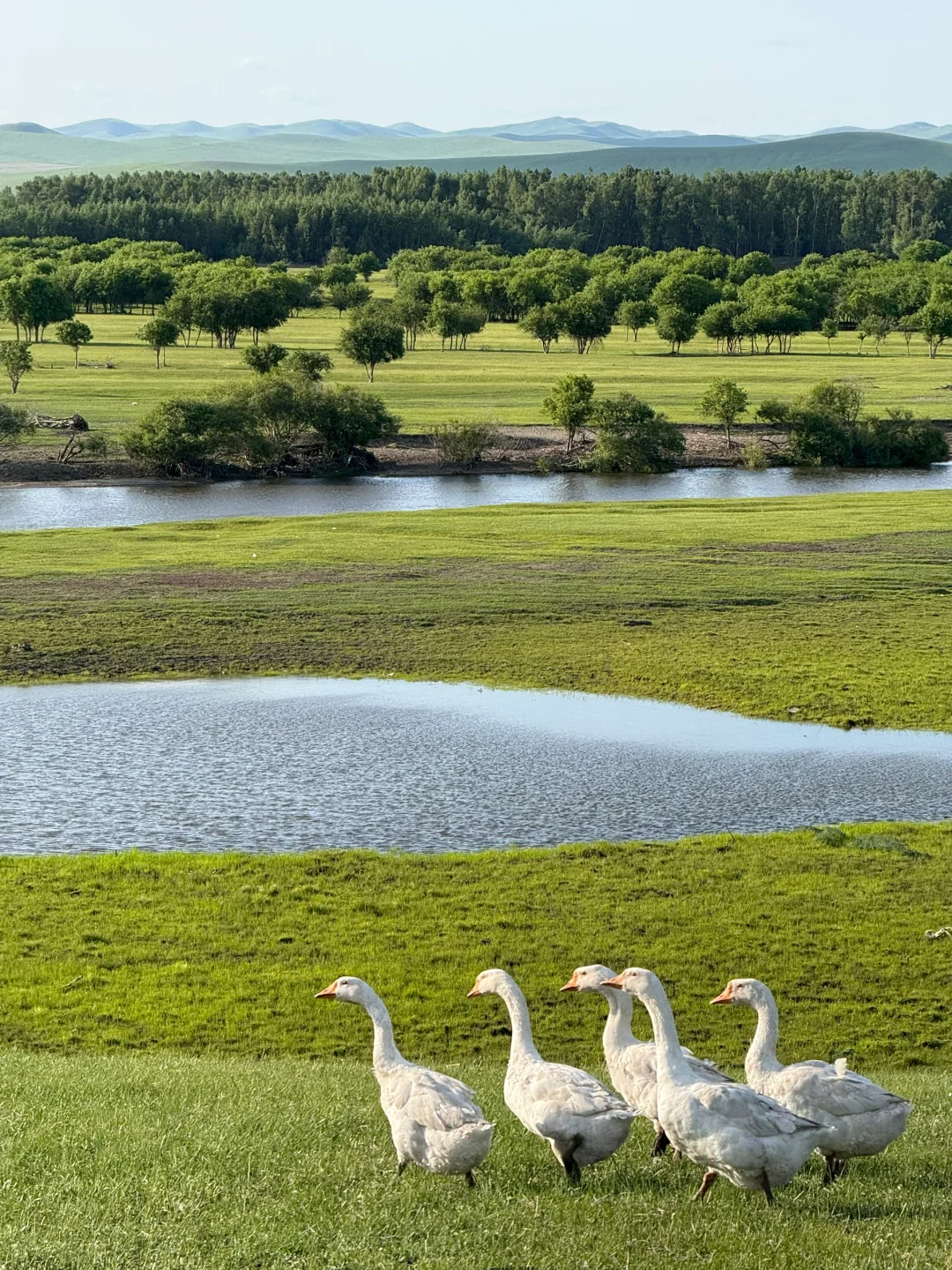 live|在呼伦贝尔实现了草原的尽头看大海~