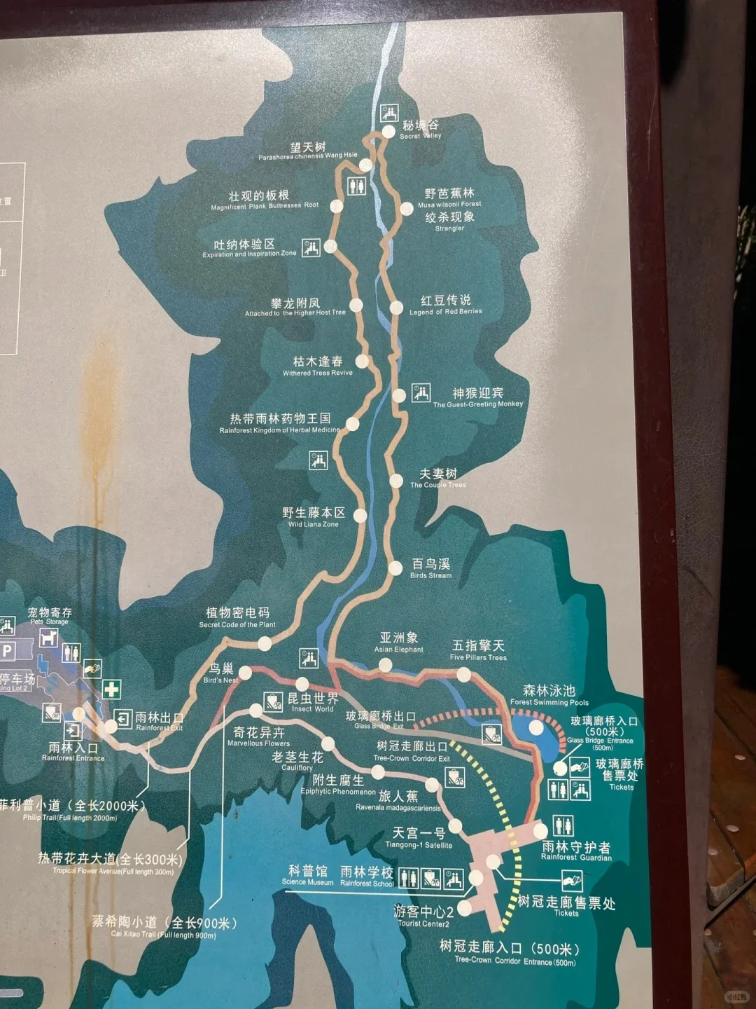 西双版纳望天树自由行｜纯玩一日游 低价速来