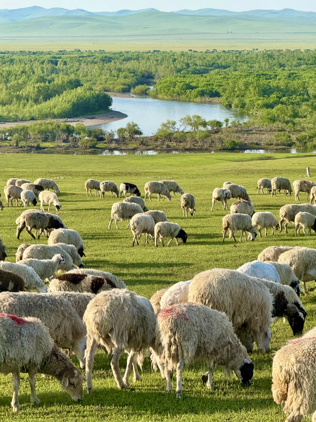 live|在呼伦贝尔实现了草原的尽头看大海~