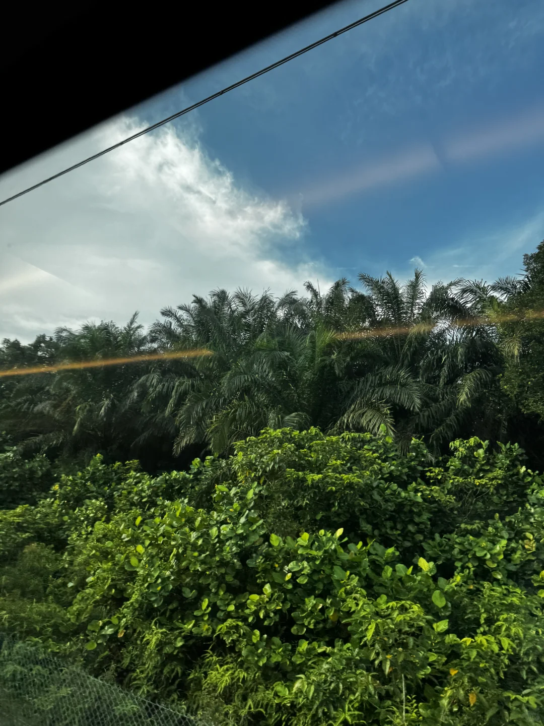 和男朋友国外旅游争吵这是不是香蕉树？