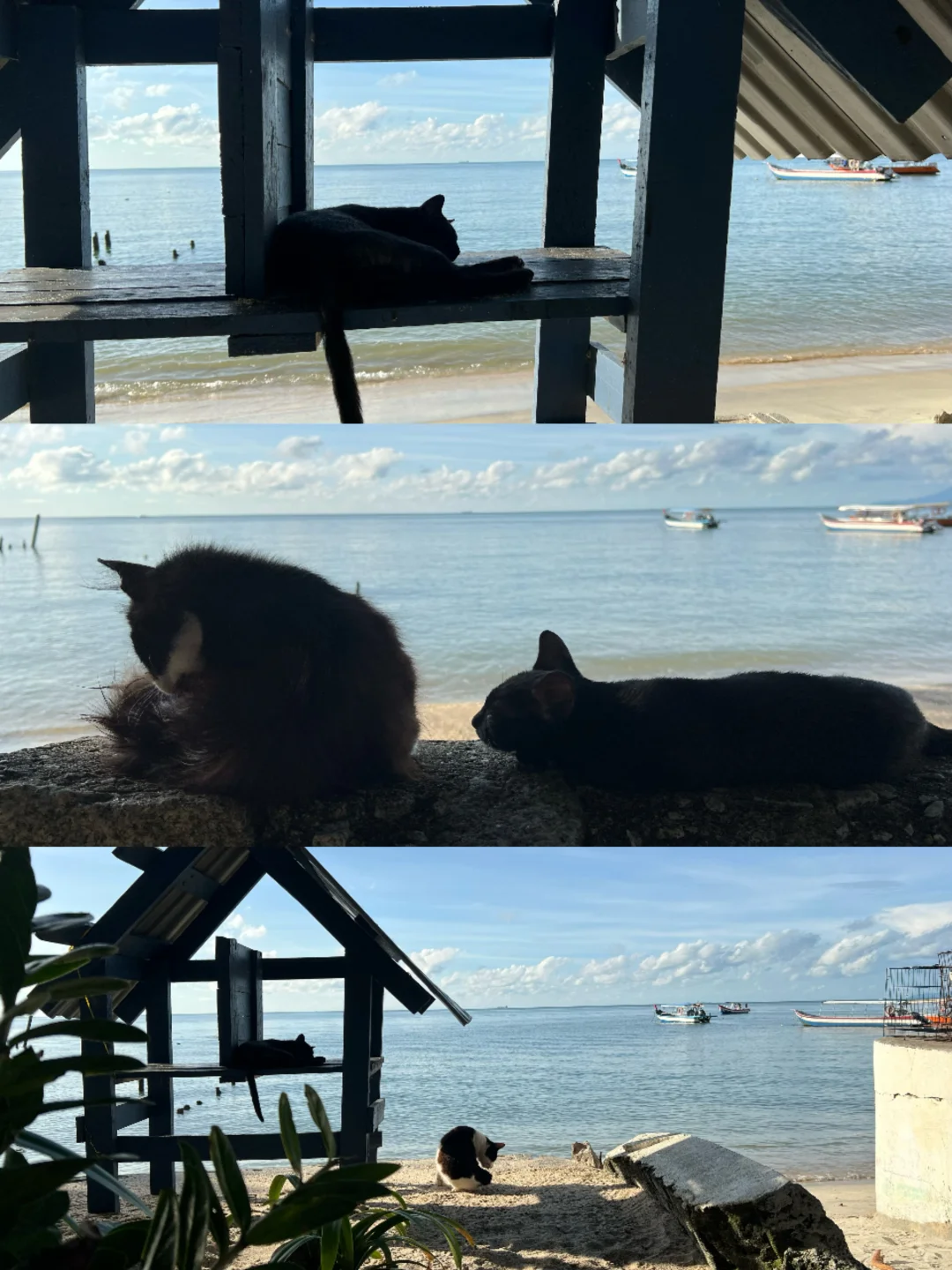 北纬5°徒步穿越热带雨林🐒槟城国家公园