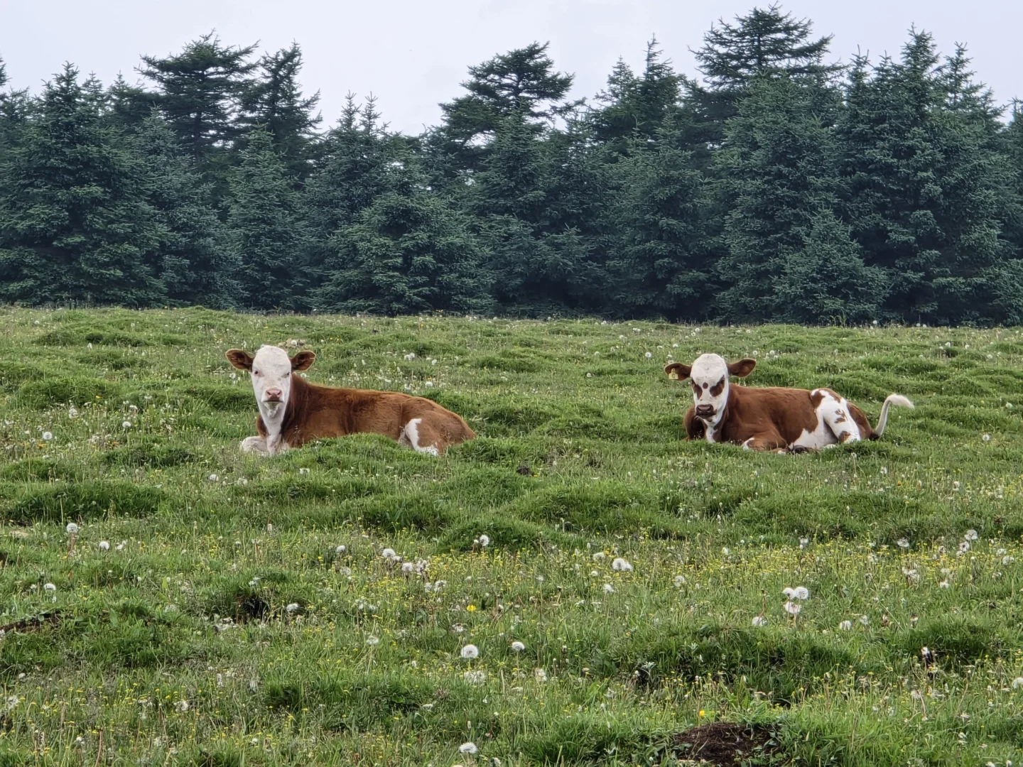 忍不住又来了一次！