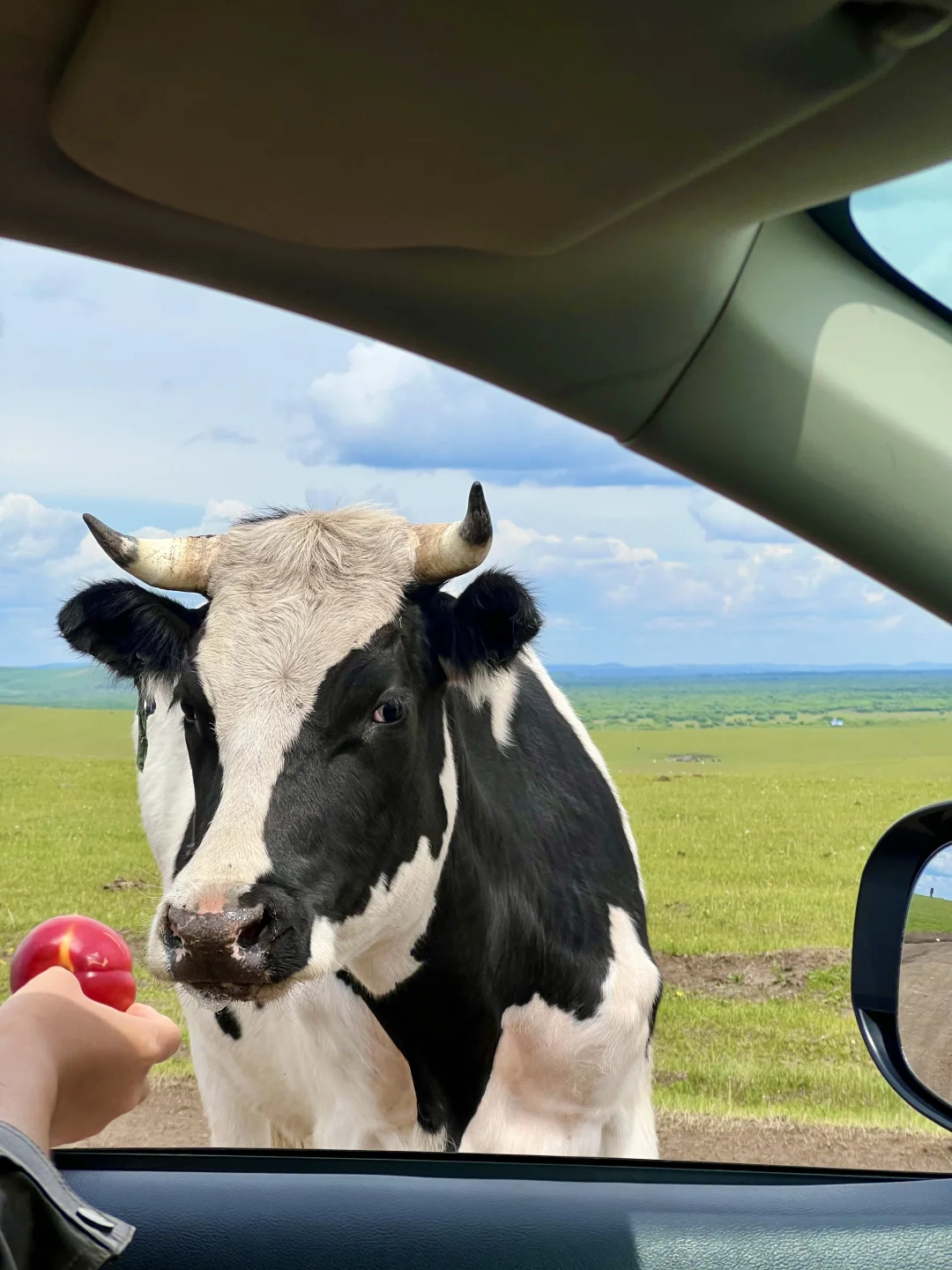 live|在呼伦贝尔实现了草原的尽头看大海~