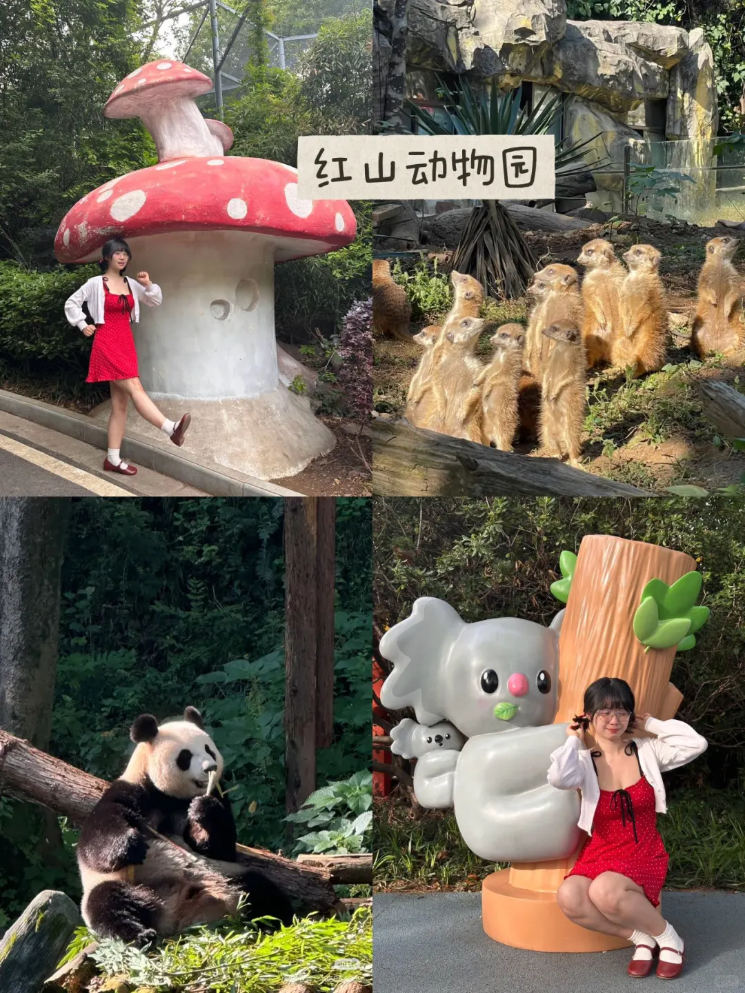 来钟山风景区+夫子庙💥不要再绕路、人挤人了