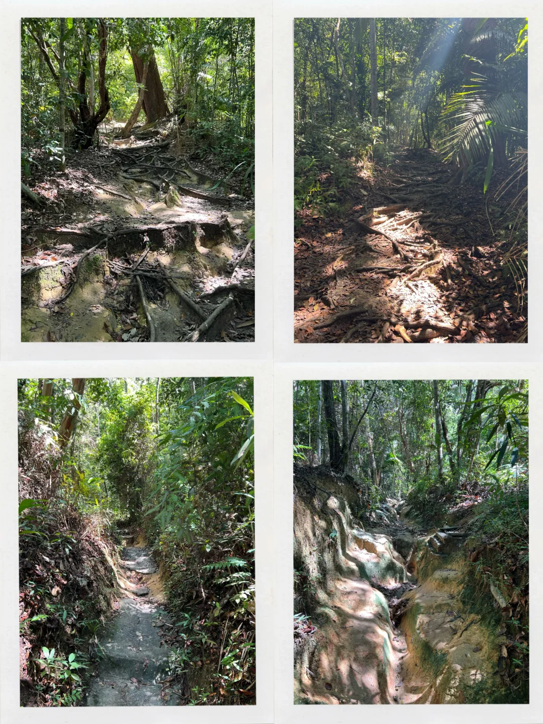 北纬5°徒步穿越热带雨林🐒槟城国家公园