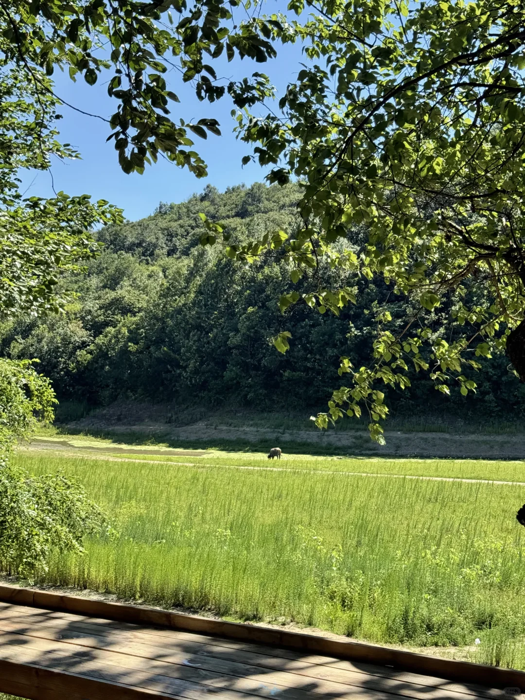 信阳3天2晚🍃小众景美，躺平看山看水