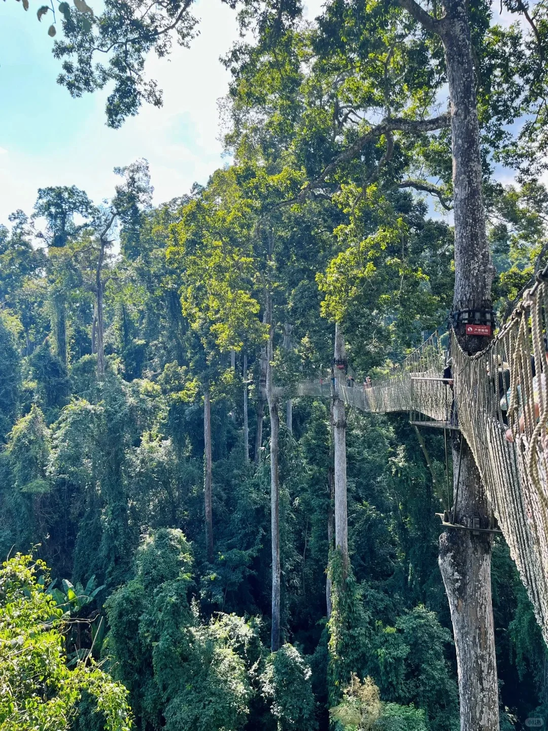 西双版纳望天树自由行｜纯玩一日游 低价速来