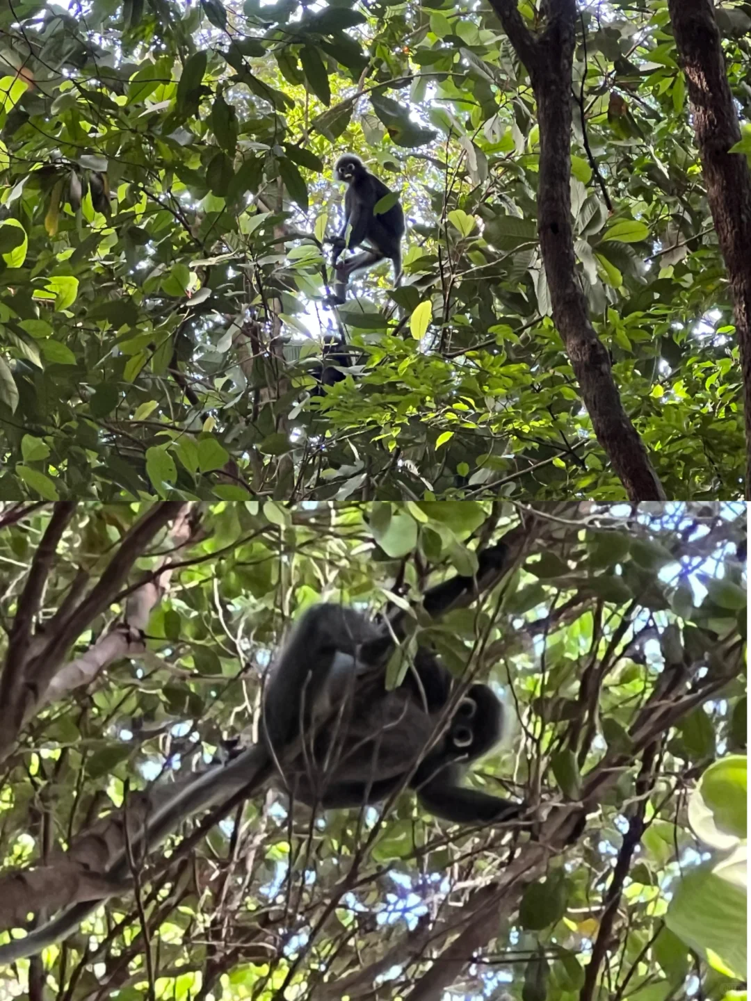 北纬5°徒步穿越热带雨林🐒槟城国家公园
