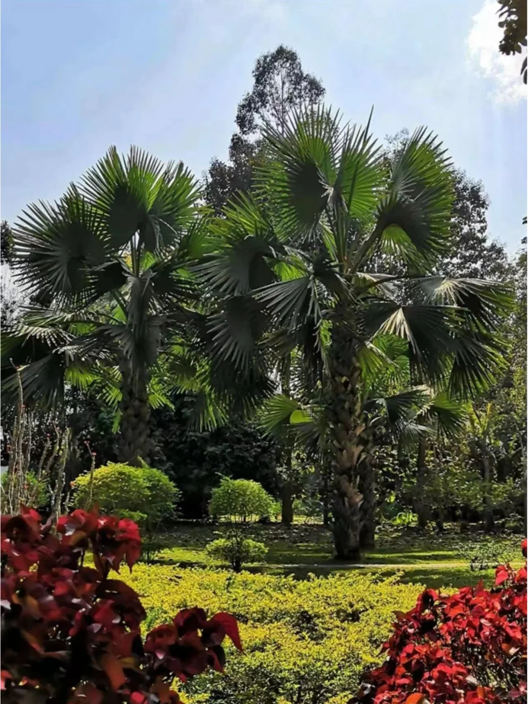 来西双版纳游玩不得不去的八个景区打卡地